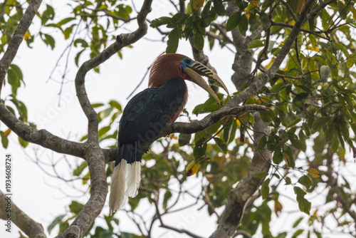 Rufous-necked Hornbill (Aceros nipalensis) at Latpanchar, West Bengal, India — a regal sentinel of the eastern Himalaya, its burnished neck aglow against the forested mist.