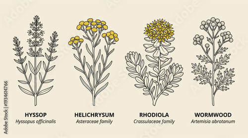 Medicinal herbs icon set, line art collection, hyssop, helichrysum, rhodiola, and wormwood