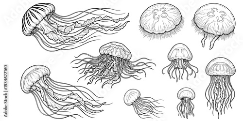 Jellyfish silhouette, Jellyfish vector illustration, Jellyfish, Jellyfish icon set, Jellyfish clipart, Jellyfish silhouette bundle set
