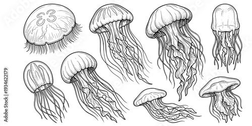 Jellyfish silhouette, Jellyfish vector illustration, Jellyfish, Jellyfish icon set, Jellyfish clipart, Jellyfish silhouette bundle set

