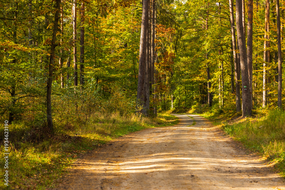 Fototapeta premium Winding forest road in autumn Szemud, Poland.