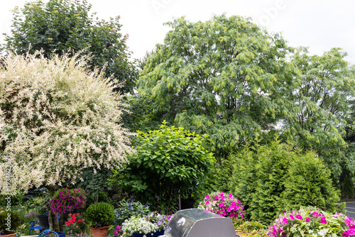 Japanese ornamental variegated willow tree, hakuro Nishiki, an umbrella standard with cascading foliage, a graceful focal point of this lush residential backyard with mature trees.
