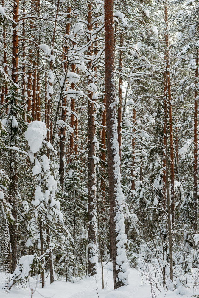 Fototapeta premium Winter snow-covered forest
