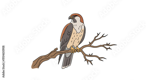 A detailed brown and white falcon-like bird with intricate feather patterns is perched on a gnarled, thorny branch, facing left on a clean white background.