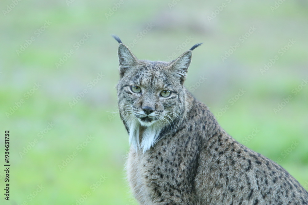 Obraz premium LYNX PARDINUS. SIERRA ANDUJAR. LINCE IBERICO