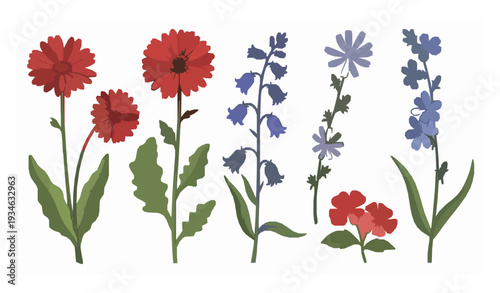 Hand drawn wildflower vector set with gerbera bluebell and chicory flowers isolated on white
