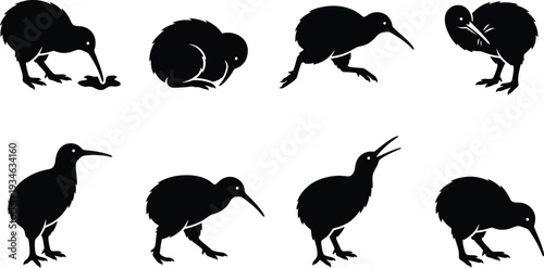 Stylized vector illustrations of kiwi birds in various poses showcasing unique behaviors and characteristics