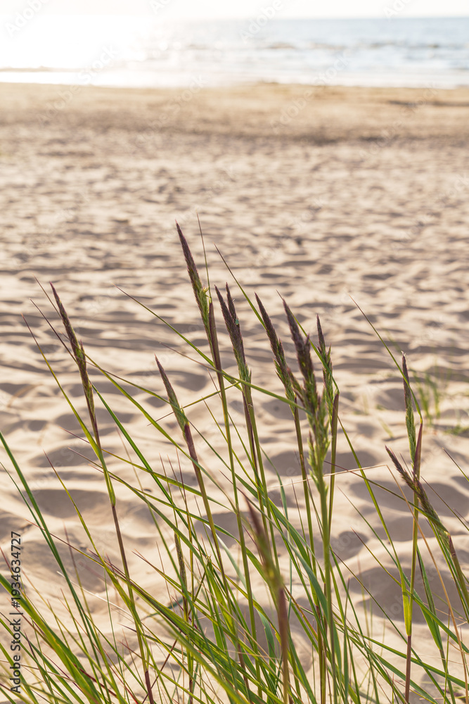 Obraz premium A beach with a small patch of grass in the foreground. The grass is tall and the beach is empty