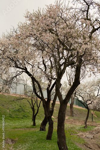 Almond trees blooming in a spring garden