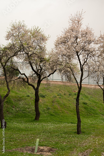Almond trees blooming in a spring public park