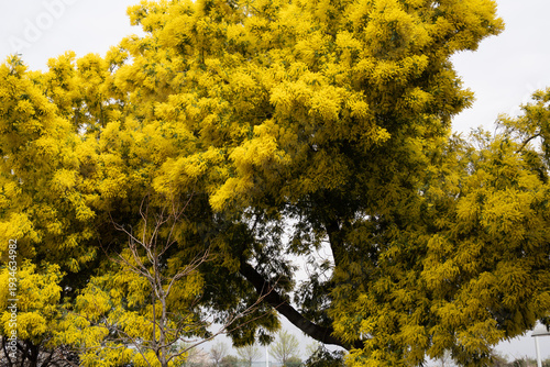 Mimosa tree blooming with bright yellow blossoms in spring