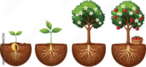 Apple tree growth stages from seed to harvest featuring sprout sapling flowering tree and mature fruit tree with red apples