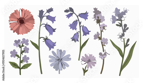 Vintage hand drawn wild flower botanical vector set isolated on white