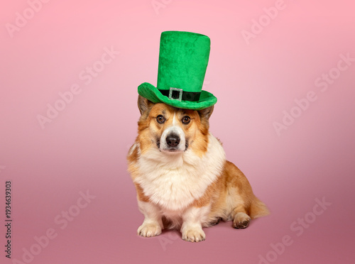 cute corgi dog wearing green Irish leprechaun hat on pink background for St. ...