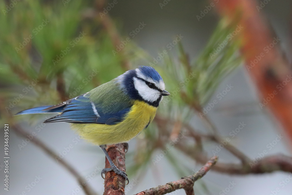 Obraz premium Blue tit