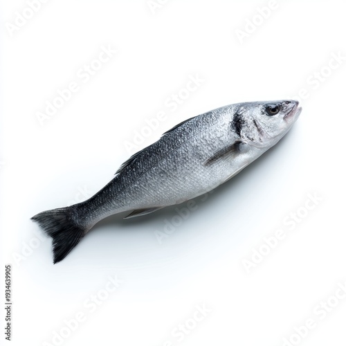 One fresh sea bass fish isolated on white background, raw seafood, studio lighting