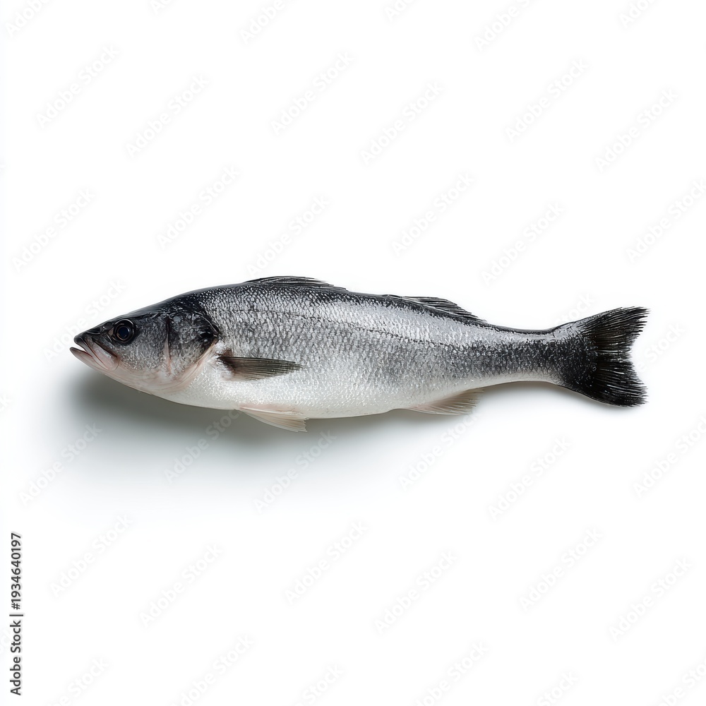 Obraz premium One fresh sea bass fish isolated on white background, raw seafood, studio lighting