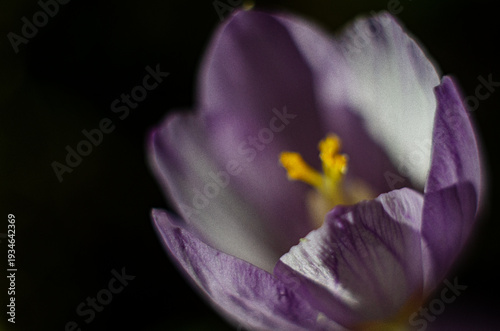 Purple crocus flower in macro photo with flower details and soft bokeh