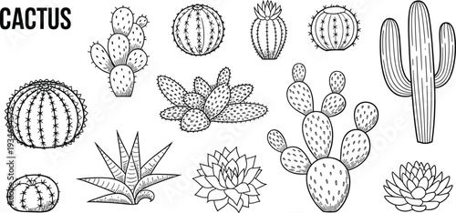 Hand-drawn black and white illustrations of diverse cactus and succulent species cacti desert