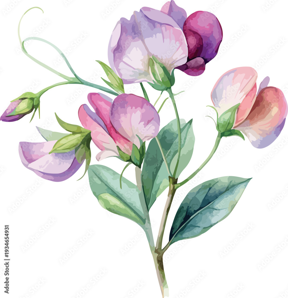 Fototapeta premium Delicate Sweet Pea Blossom Floral Watercolor Vector Illustration