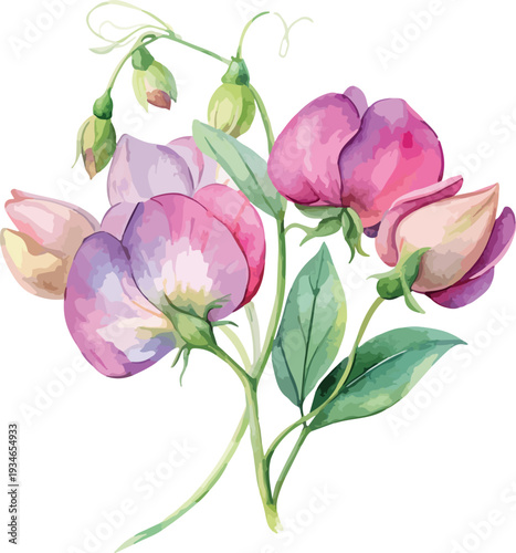 Elegant Sweet Pea Flower Garden Watercolor Vector Illustration