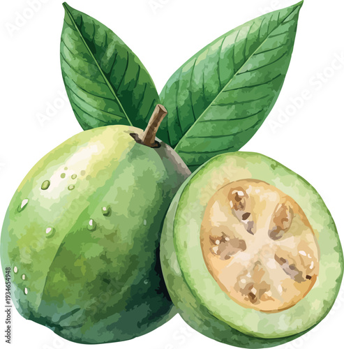 Fresh Green Feijoa Fruit Watercolor Food Vector Illustration