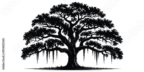 Silhouette of a Large Spreading Tree with Hanging Vines on White Background large tree spreading branches