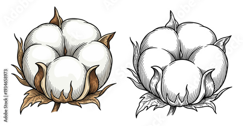 Comparative illustration of colored and blackandwhite cotton bolls on white backdrop, side-by-side view highlighting texture and contrast