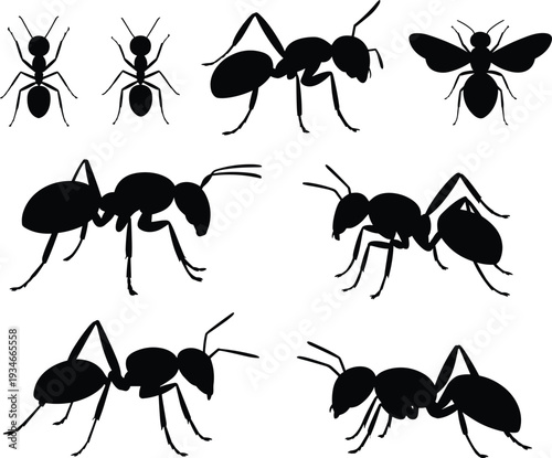 Collection of Black Ant Silhouettes in Various Poses Isolated on White Background, Social Insect Set Illustration for Wildlife, Entomology and Pest Control Design