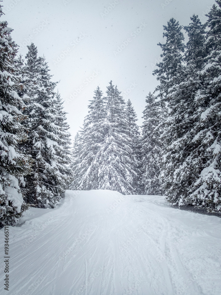Fototapeta premium Enchanting Snow-Covered Forest Path Through Pine Trees with Falling Snowflakes in Swiss Alps