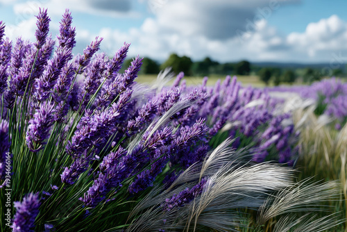 Vibrant lavender fields bloom under a cloudy sky in the countryside during daylight hours