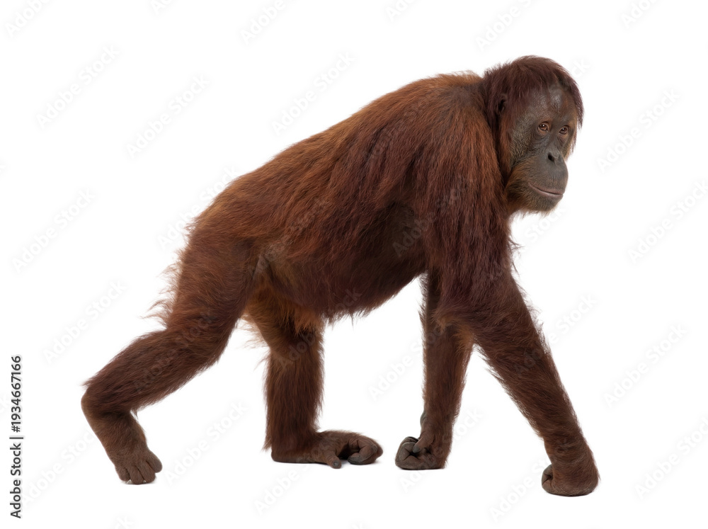 Fototapeta premium Orangutan walking, side view, isolated on transparent background (PNG)