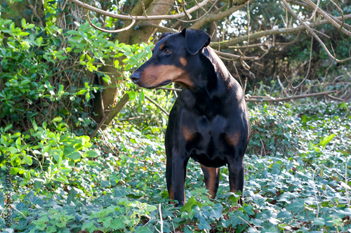 Doberman dog in the woods