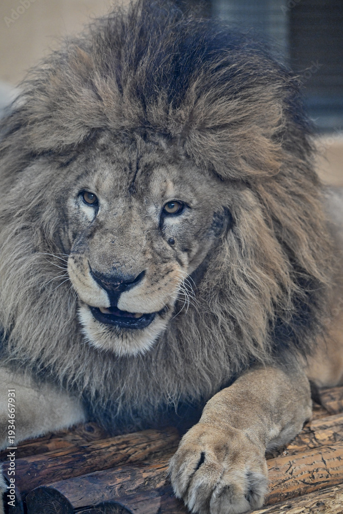 Naklejka premium lion in the zoo