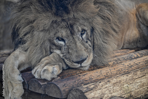 Photography lion in the zoo