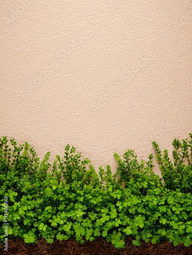 Fresh green clover plants growing along a textured beige wall with copy space above.