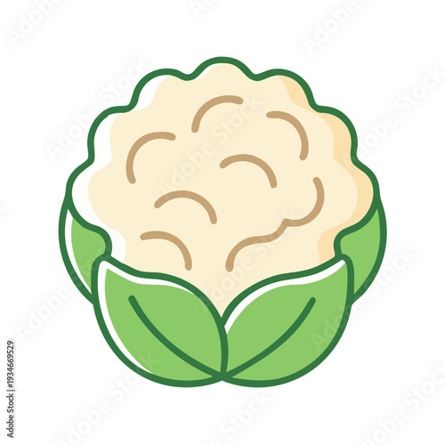 Isolated cauliflower head with green leaves illustration on black background stock image