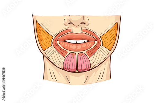 Detailed view of human mouth anatomy with focus on muscles and