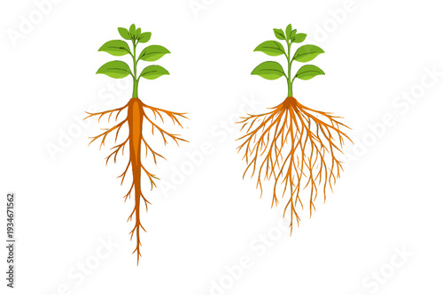 Different types of plant roots showing structures and features for