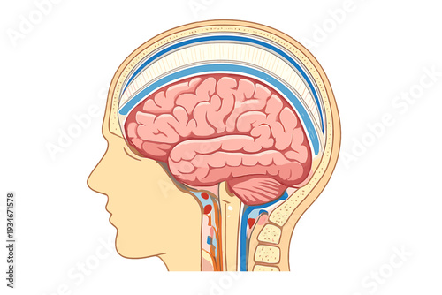Detailed illustration showing human brain anatomy and connections in