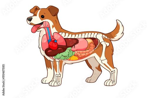 Dog anatomy illustration showing internal organs and skeletal