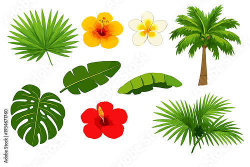 Tropical plants and flowers arranged on a white background presenting