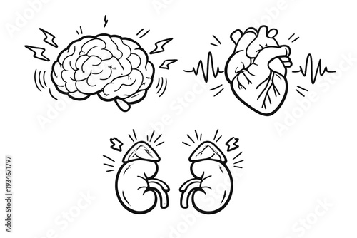 Brain heart and kidneys shown with sound waves indicating activity in