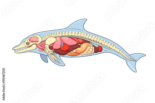 Dolphin anatomy showing organs and internal structures in a diagram of