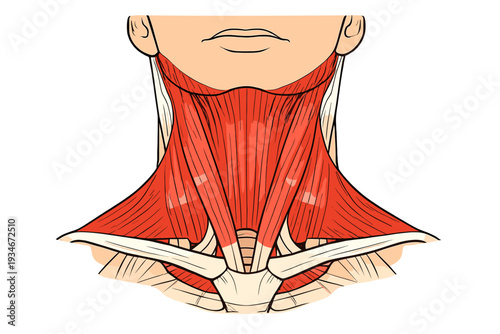 Muscle anatomy of the neck showing major muscles involved in movement