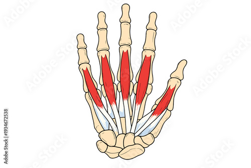 Anatomy of the human hand showing bones and tendons in detail for