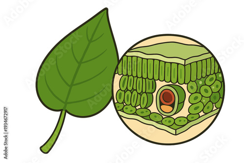 Leaf structure showing cells and chloroplasts for understanding plant