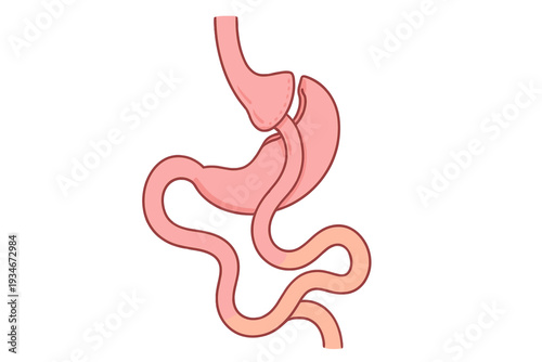 Diagram shows human digestive system with stomach and intestines in a