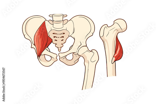Detailed view of human hip joint structure and associated muscles from