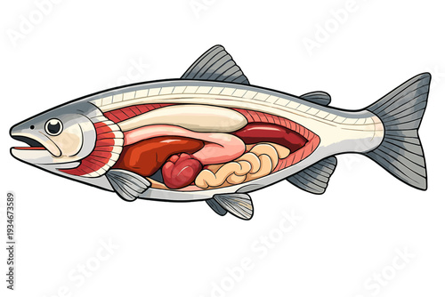 Detailed view of fish anatomy showcasing internal organs and